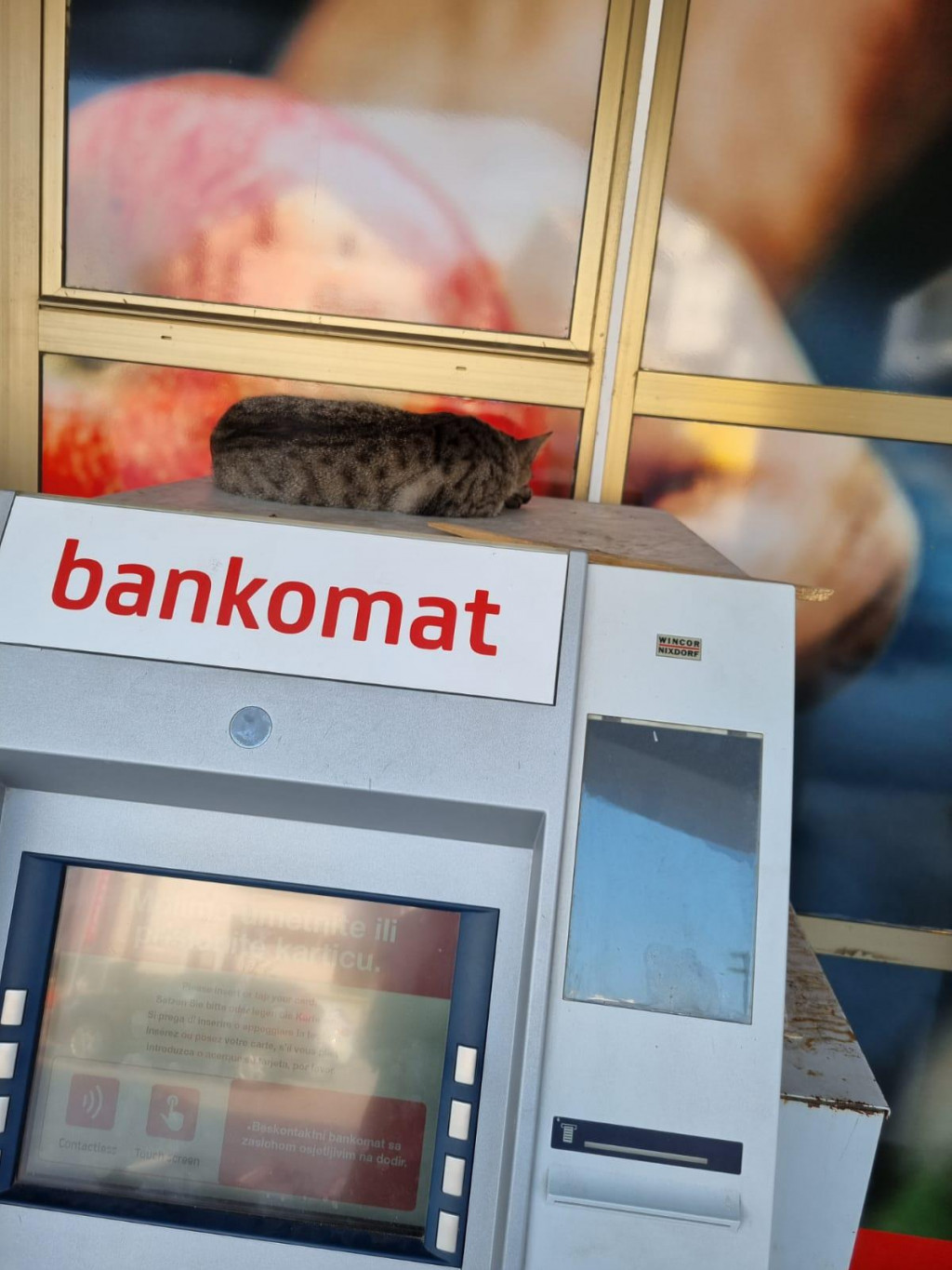 Mačka na bankomatu kod Tommya