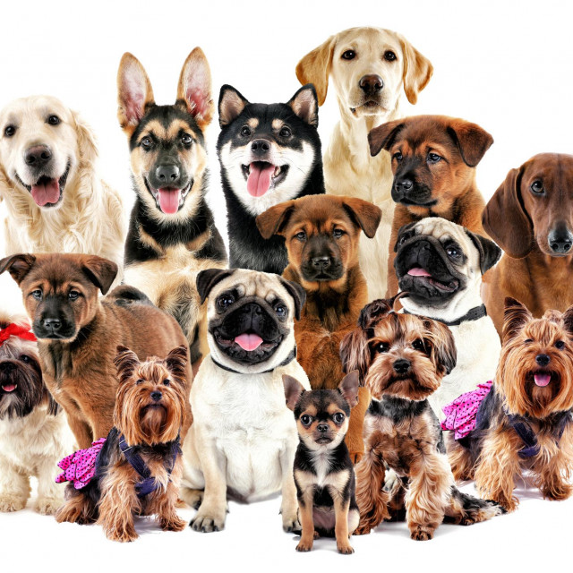 Group of cute dogs on white background