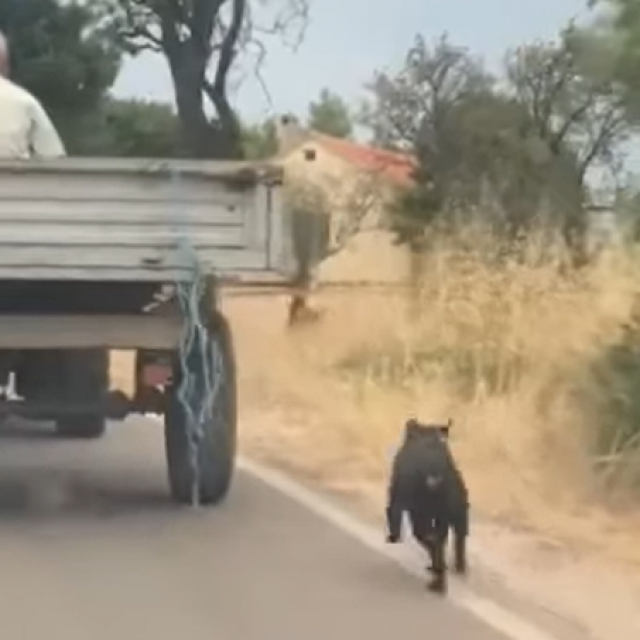 pas je bio zavezan za traktor