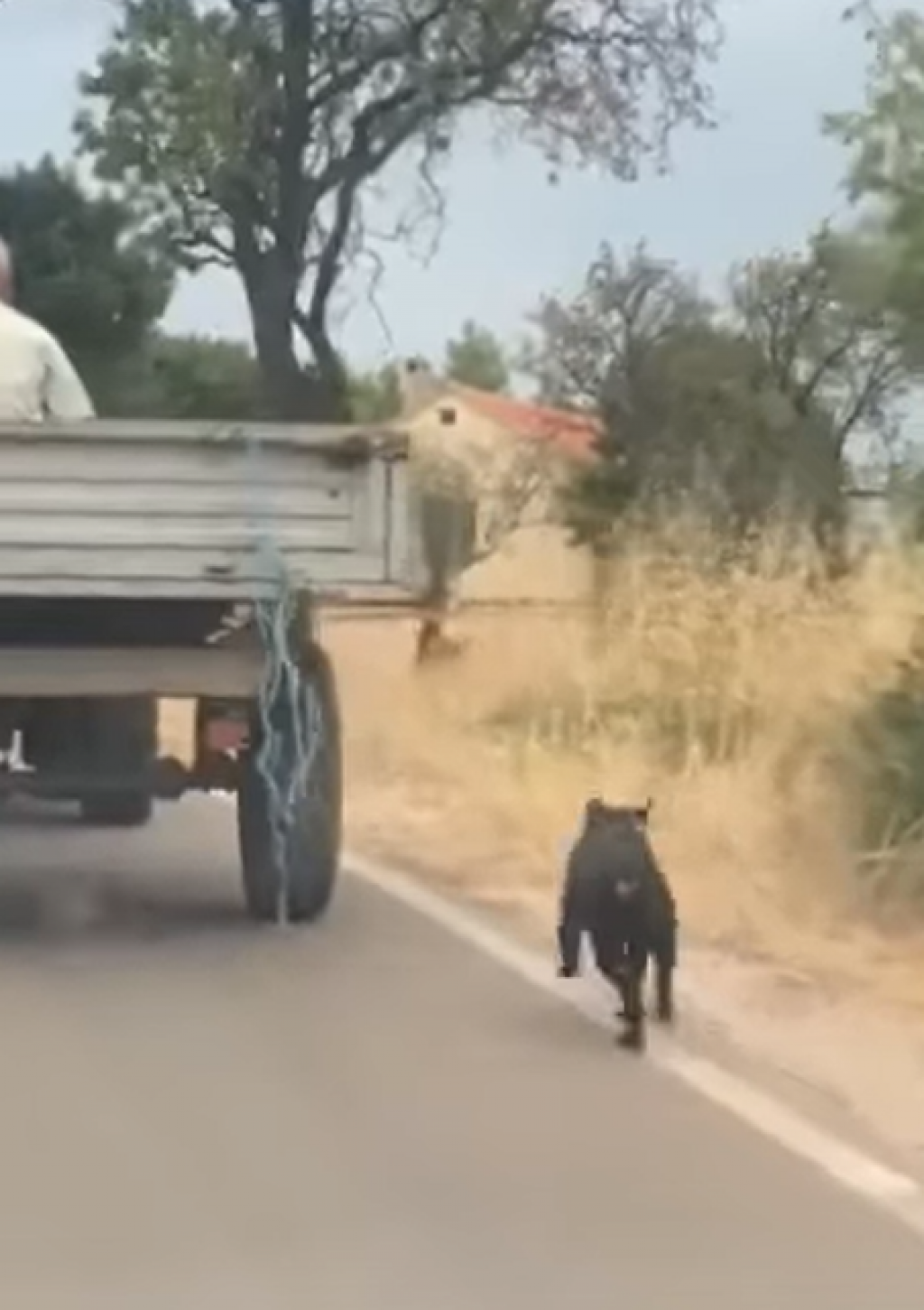 pas je bio zavezan za traktor