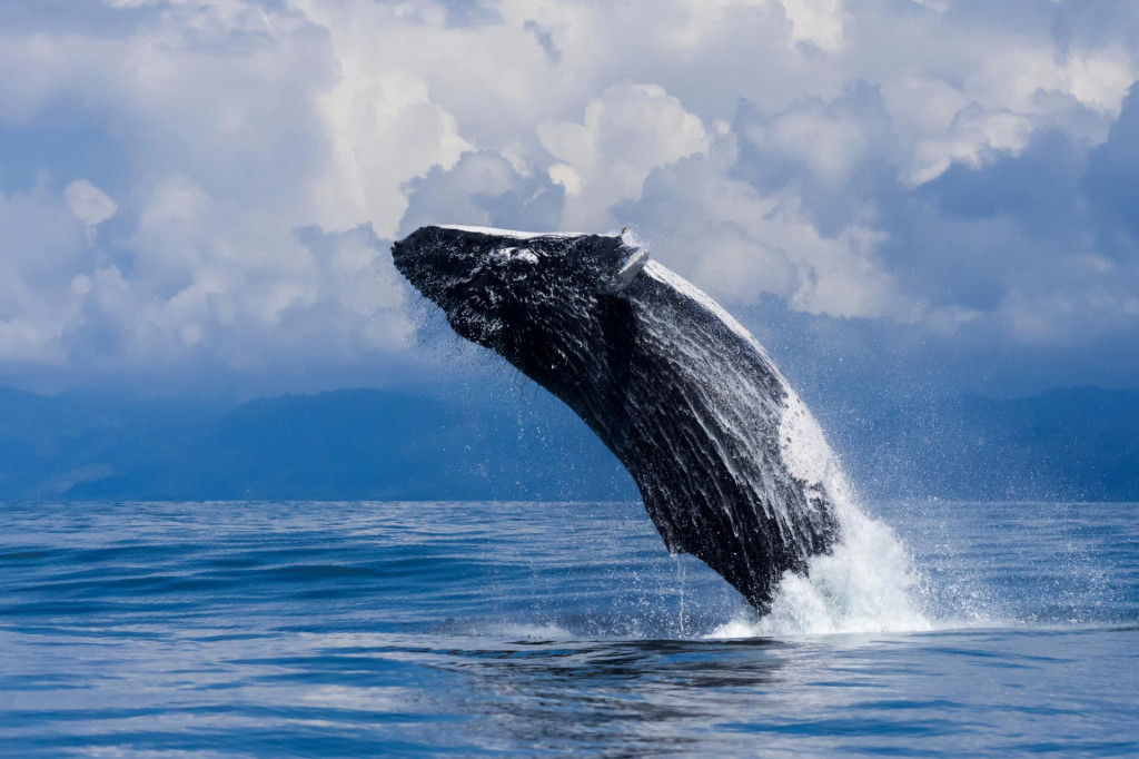 Grbavi kit u Kostariki