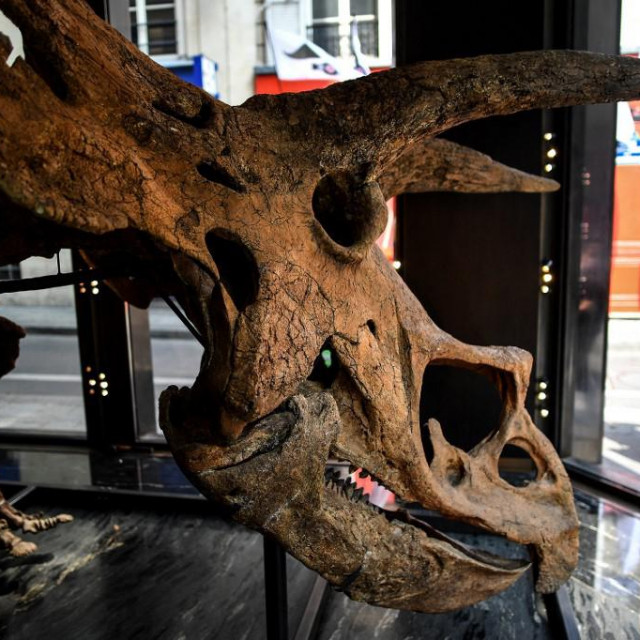 Triceratops, stariji je od 66 milijuna godina