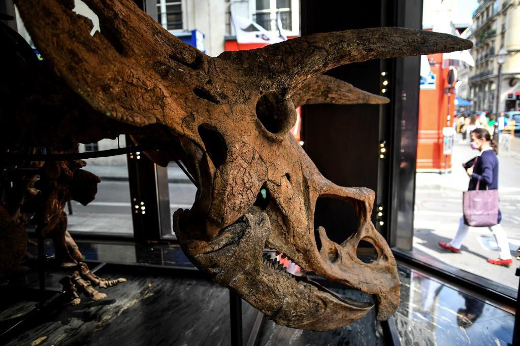 Triceratops, stariji je od 66 milijuna godina