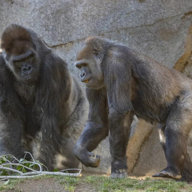 Gorile u Zoo vrtu u San Diegu potpuno su se oporavile od COVID-a