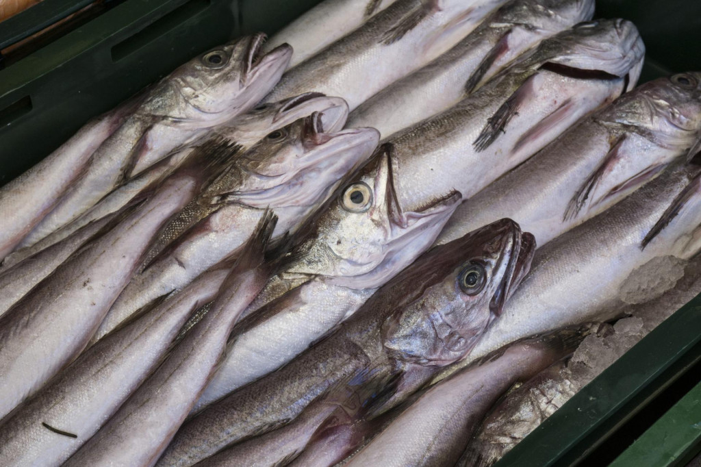 Oslić (mol) je jedna od gospodarski najvažnijih ribljih vrsta