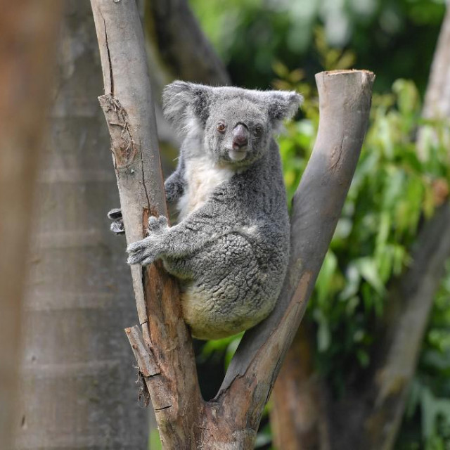 Posljednjih godina veliki šumski požari opustošili su Australiju i ubili mnoge koale