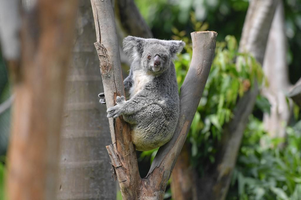 Posljednjih godina veliki šumski požari opustošili su Australiju i ubili mnoge koale