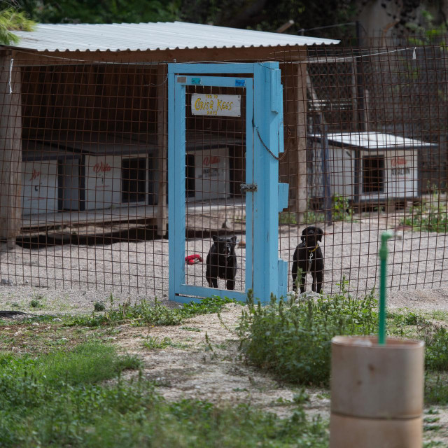 Bageri rasciscavaju privatno zemljiste koje okruzuje zadarski azil za pse, a volonteri u azilu su zabrinuti zbog opasnosti od pada stabala na zivotinje