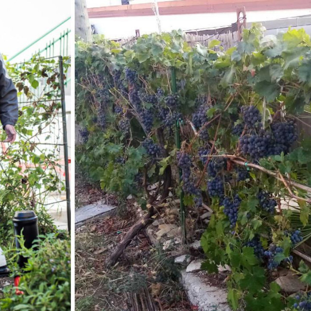 Inovator Vukša i njegova loza rekorderka u crničkom vrtu