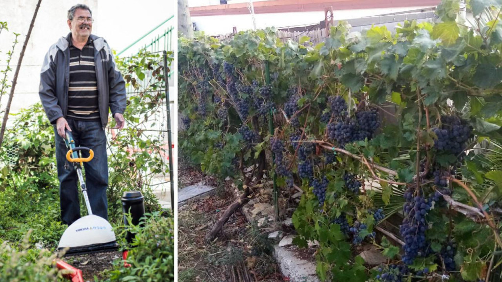 Inovator Vukša i njegova loza rekorderka u crničkom vrtu
