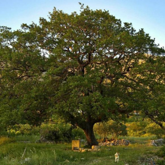 Majkovski gorostasni dub nominiran je za stablo godine