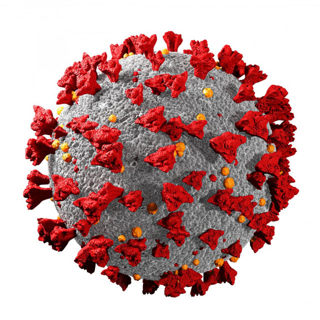  Najbliži prirodni virus Sars-CoV-2 virusu je soj Banal-52, prijavljen u Laosu prošlog mjeseca. On dijeli 96,8 posto genoma Covida-19