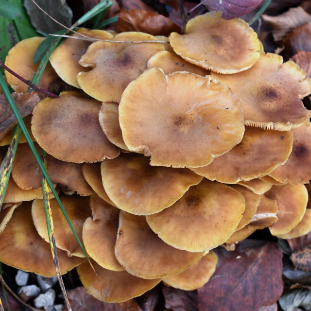Bogatstvo i raznovrsnost gljiva u jesen 