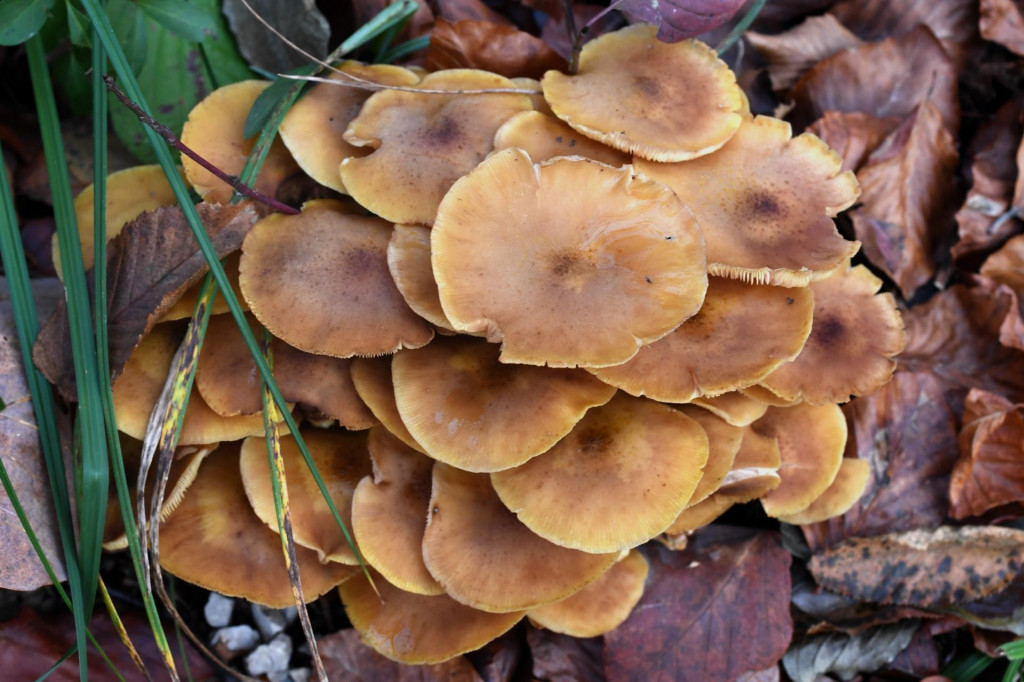 Bogatstvo i raznovrsnost gljiva u jesen 