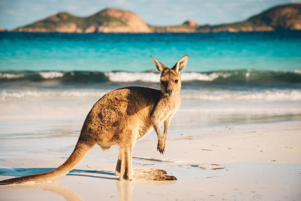 Klokani su uobičajene životinje u ovom dijelu Australije. 