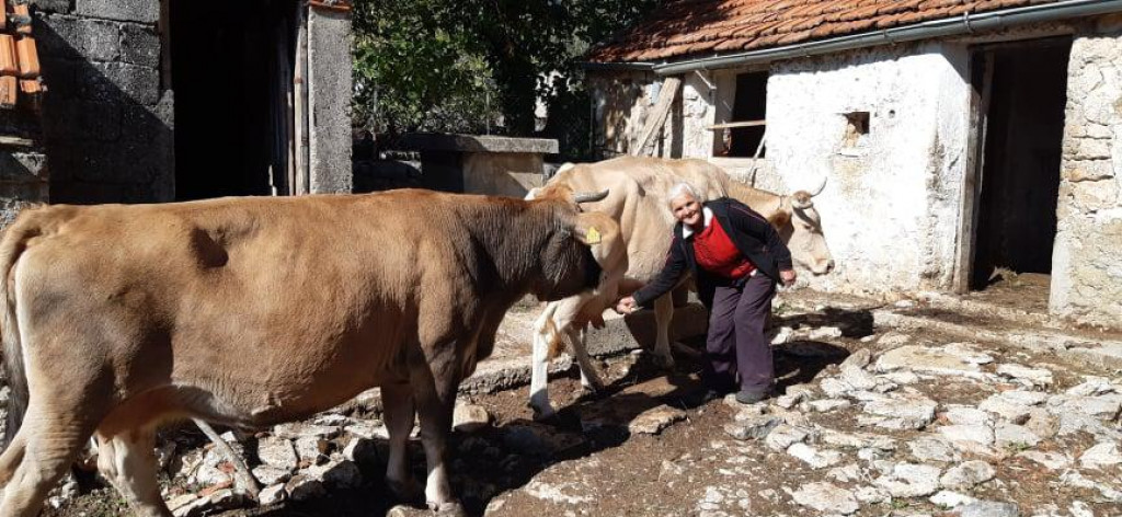 Draginja Oluić ima tri krave i dva teleta