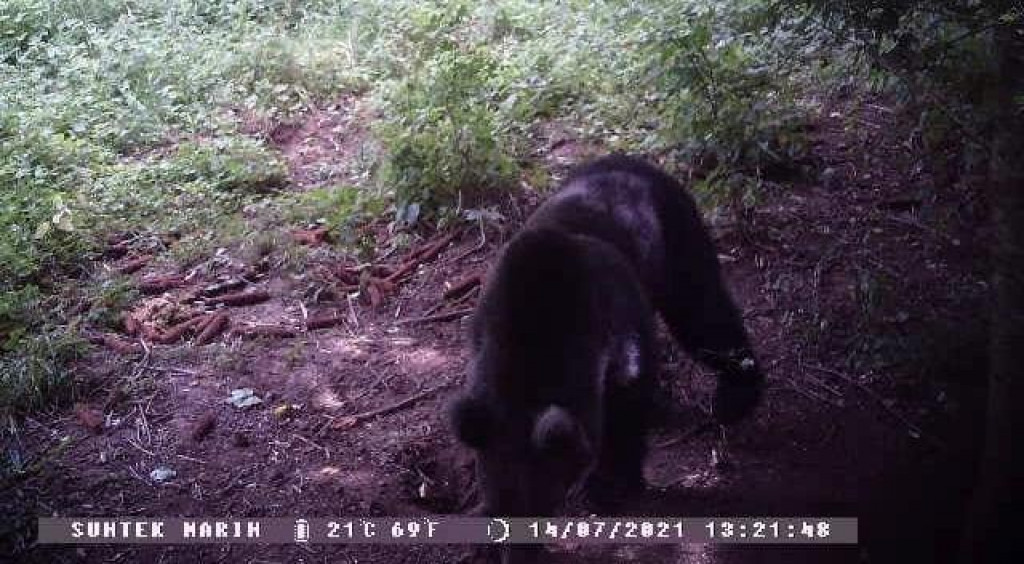 Medvjed snimljen termokamerom po danu