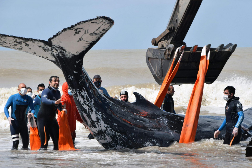 Spašavanje kitova u Argentini