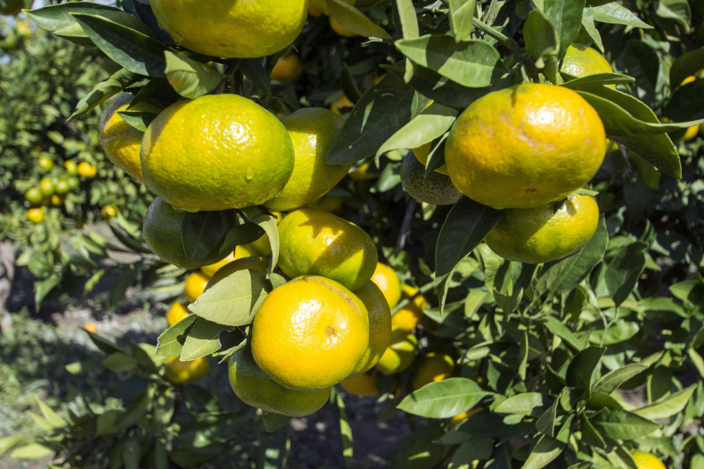 Ove godine urod mandarina je oko 40 000 tona.
