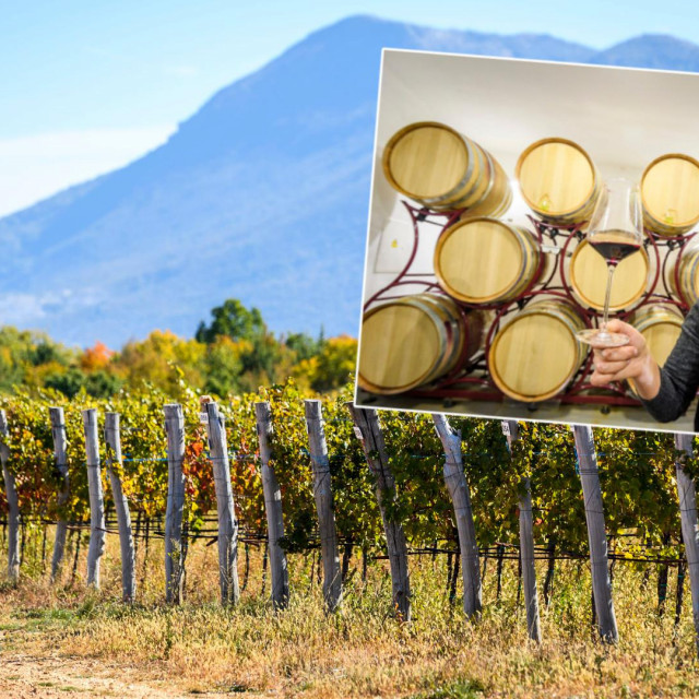 U selu Vrbnik u blizini Knina nalazi se jedan od najvećih vinograda u Šibensko-kninskoj županiji