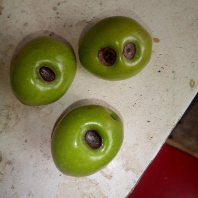 Ulupljeni plodovi - fotografija koju nam je poslao maslinar Sever
