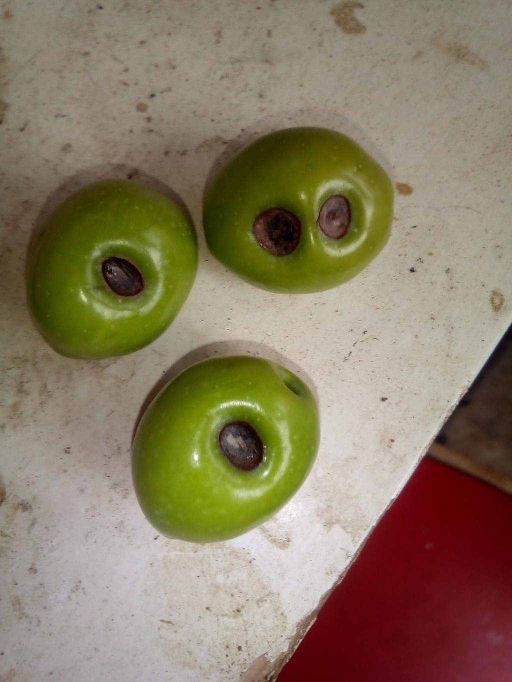 Ulupljeni plodovi - fotografija koju nam je poslao maslinar Sever