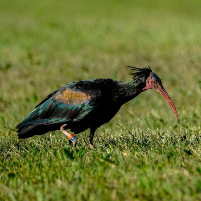 Ćelavi ibis