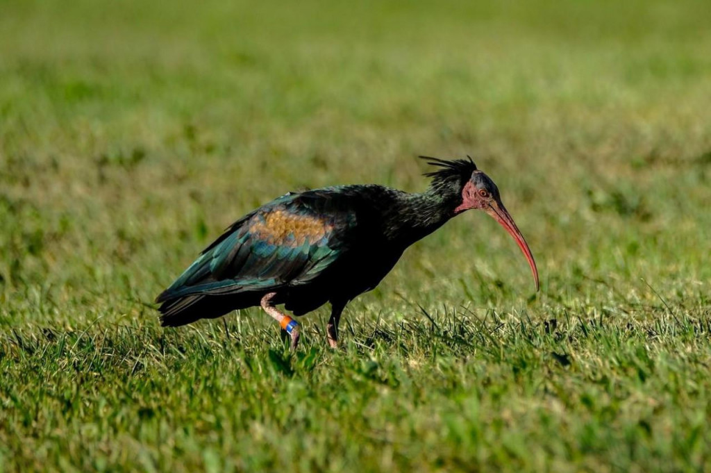 Ćelavi ibis