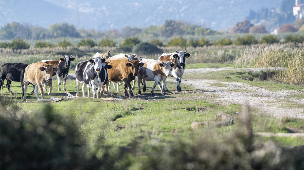 Na podrucju doline rijeke Neretve, u opcinama Kula Noriska, Desne i Opuzena vec godinama tumaraju krda goveda koja poljoprivrednicima rade stetu na poljoprivrednim kulturama..