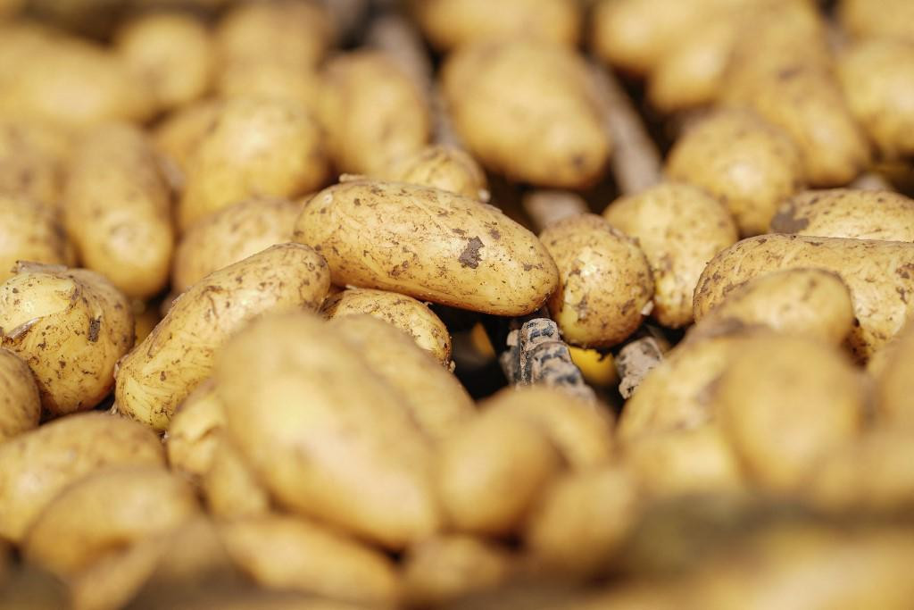 Uobičajeni krumpiri, za razliku od ”Douga”, rijetko imaju težinu veću od  250-350 grama