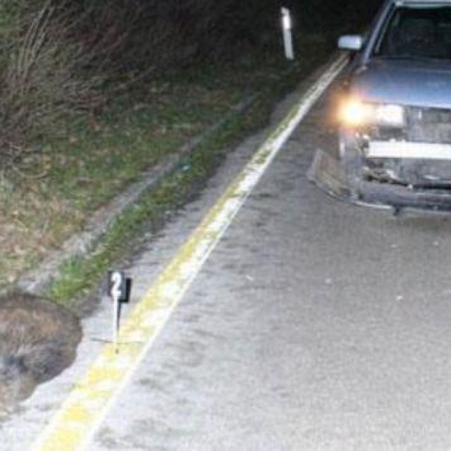 Uginula divlja svinja na cesti