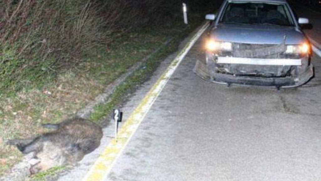 Uginula divlja svinja na cesti