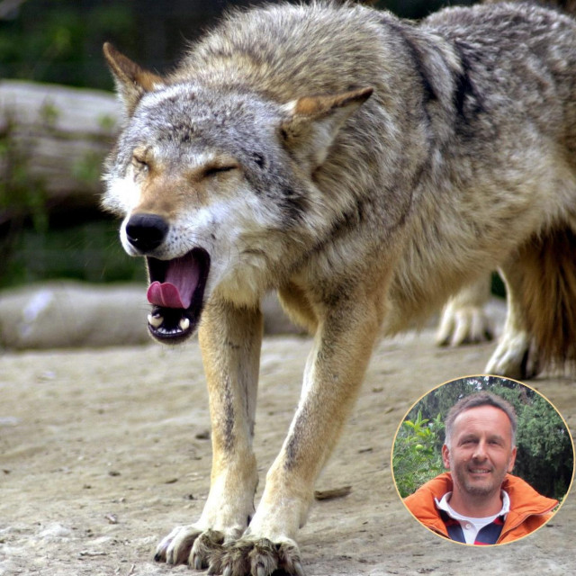 Vlaho Mihatović potvrđuje pojavu vukova blizu Jagnjila