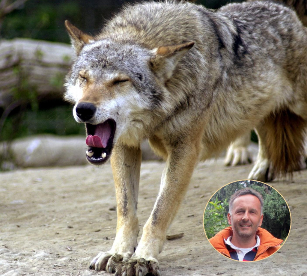 Vlaho Mihatović potvrđuje pojavu vukova blizu Jagnjila