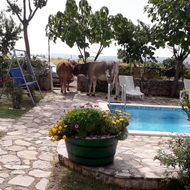 Krave snimljene nakon što su utažile žeđ na bazenu u vlasništvu Nikole Čajića