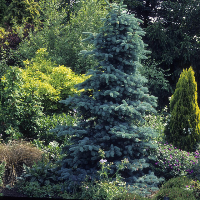 Picea pungens - četinjača iz SAD-a, koja je dobila naziv po iglicama plavkaste boje. Od svih vrsta roda Picea, najbolje podnosi gradske uvjete
