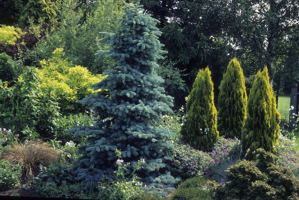 Picea pungens - četinjača iz SAD-a, koja je dobila naziv po iglicama plavkaste boje. Od svih vrsta roda Picea, najbolje podnosi gradske uvjete