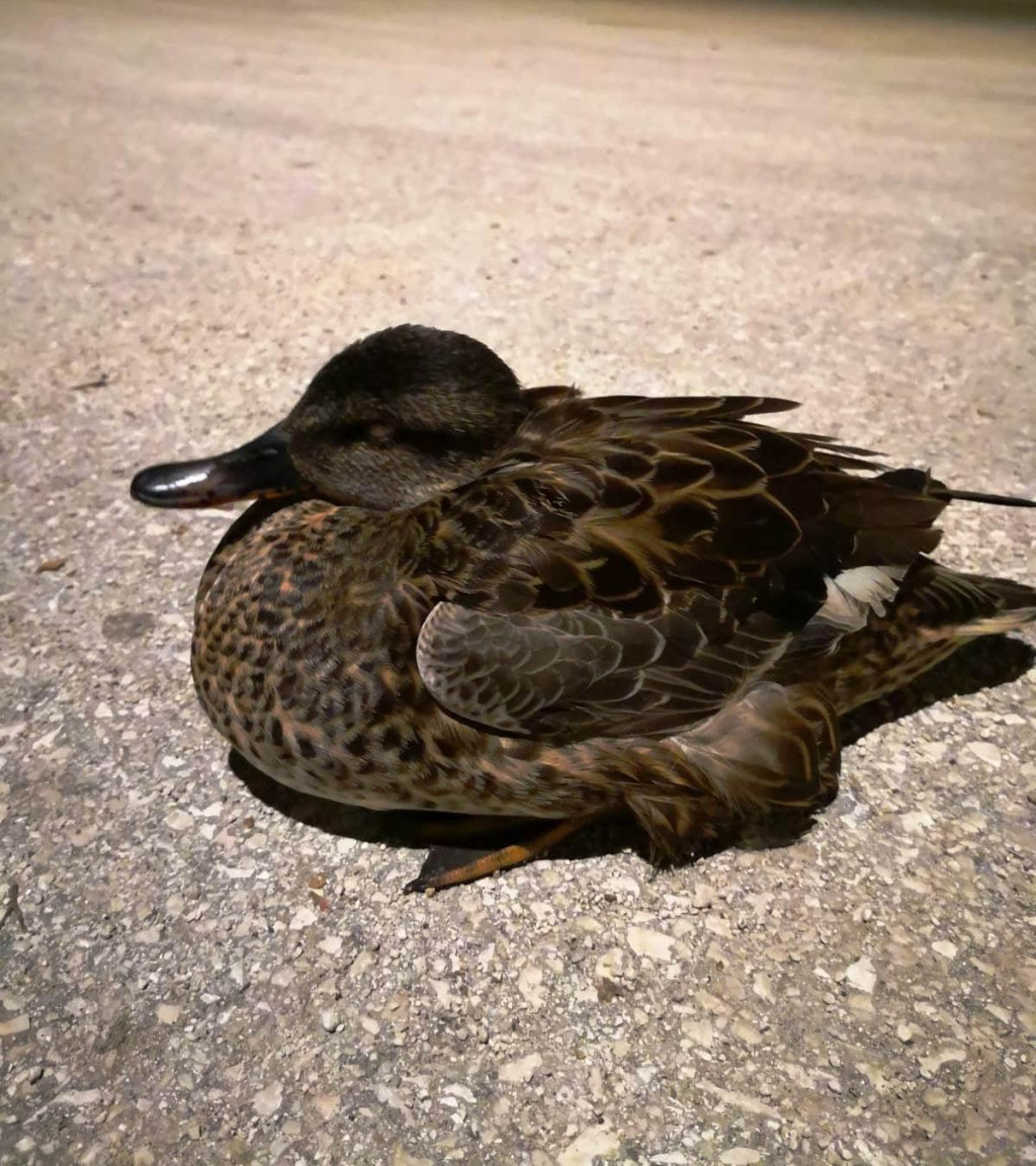 Divlja patka pronađena u Podaci zaražena je virusom ptičje gripe