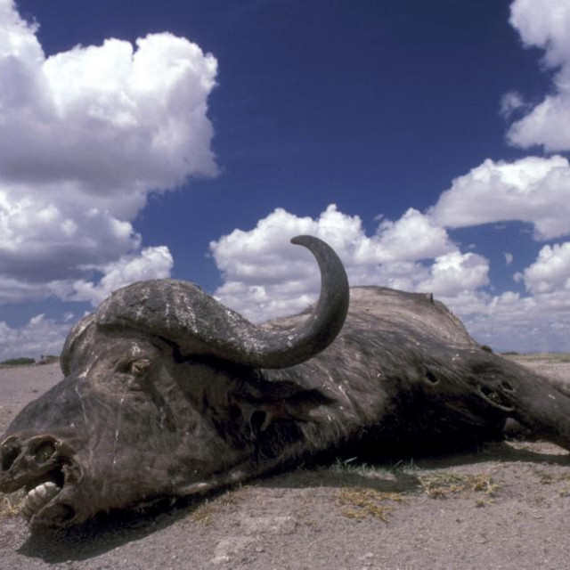 Cape Buffalo corpse during the dryness Amboseli NP Kenya.&lt;br /&gt;
&lt;br /&gt;
Biosphoto/Michel Gunther (Photo by Michel Gunther/Biosphoto/Biosphoto via AFP)