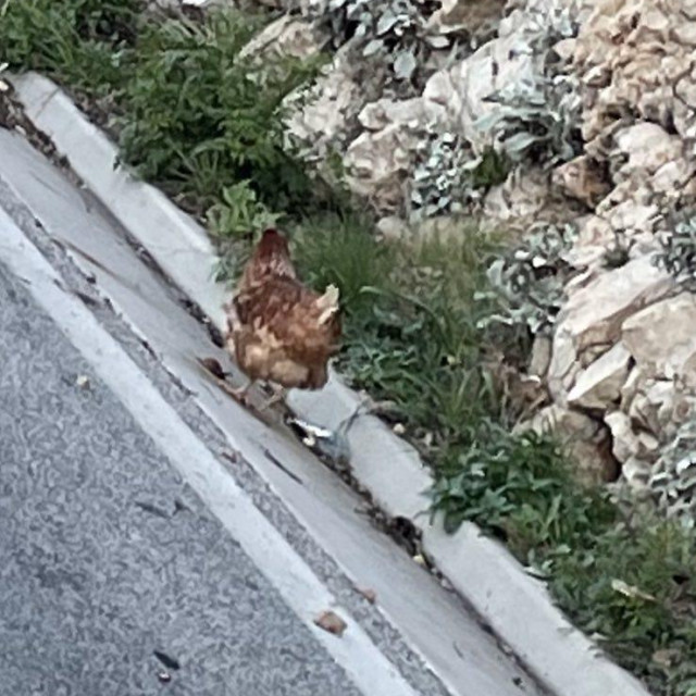 kokoš na cesti u Vrbici