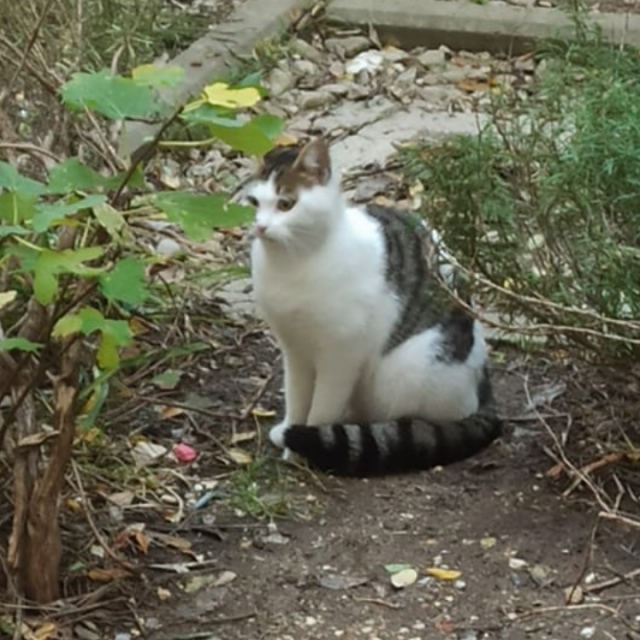 Napuštena mačka u Fra Boninoj ulici