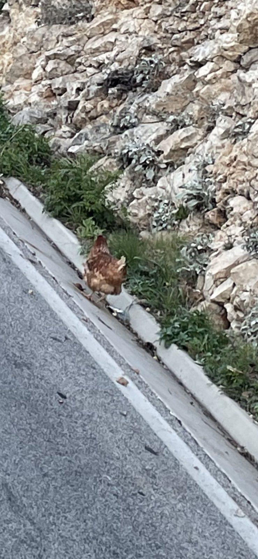 kokoš na cesti u Vrbici
