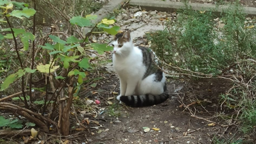 Napuštena mačka u Fra Boninoj ulici