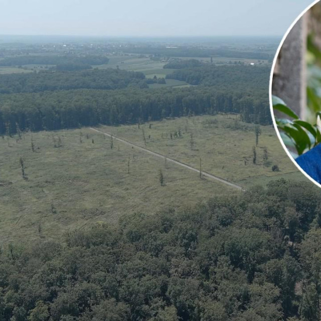 Nemamo podatke koliko su šuma razvalili od 2019. do danas, ali već na prvu, pregledom terena i snimaka, podaci bi mogli biti zastrašujući, kaže Vesna Grgić