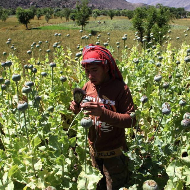 Ove godine će se u poslu s opijumom u Afganistanu obrnuti između 1,8 i 2,7 milijardi američkih dolara