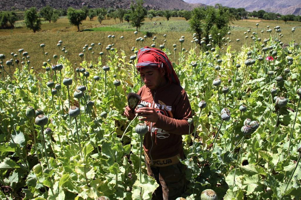 Ove godine će se u poslu s opijumom u Afganistanu obrnuti između 1,8 i 2,7 milijardi američkih dolara