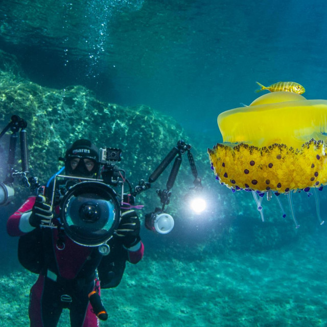 Prizor iz Pomene, na Mljetu. Mediteranska meduza koju još zovu &amp;#39;jaje na oko&amp;#39; i riba šnjurak iznad nje