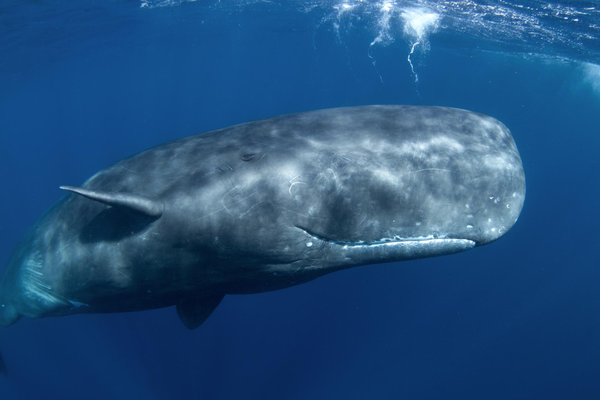 Картинки кашалота. Physeter macrocephalus (Кашалот). Кит Кашалот. Синий кит и Кашалот. Морские млекопитающие Кашалот.