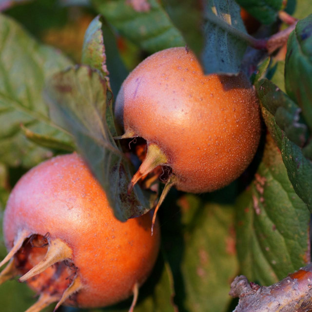 Unos voća koje obiluje željezom, poput mušmula, može pomoći u osiguravanju dovoljne količine željeza u organizmu