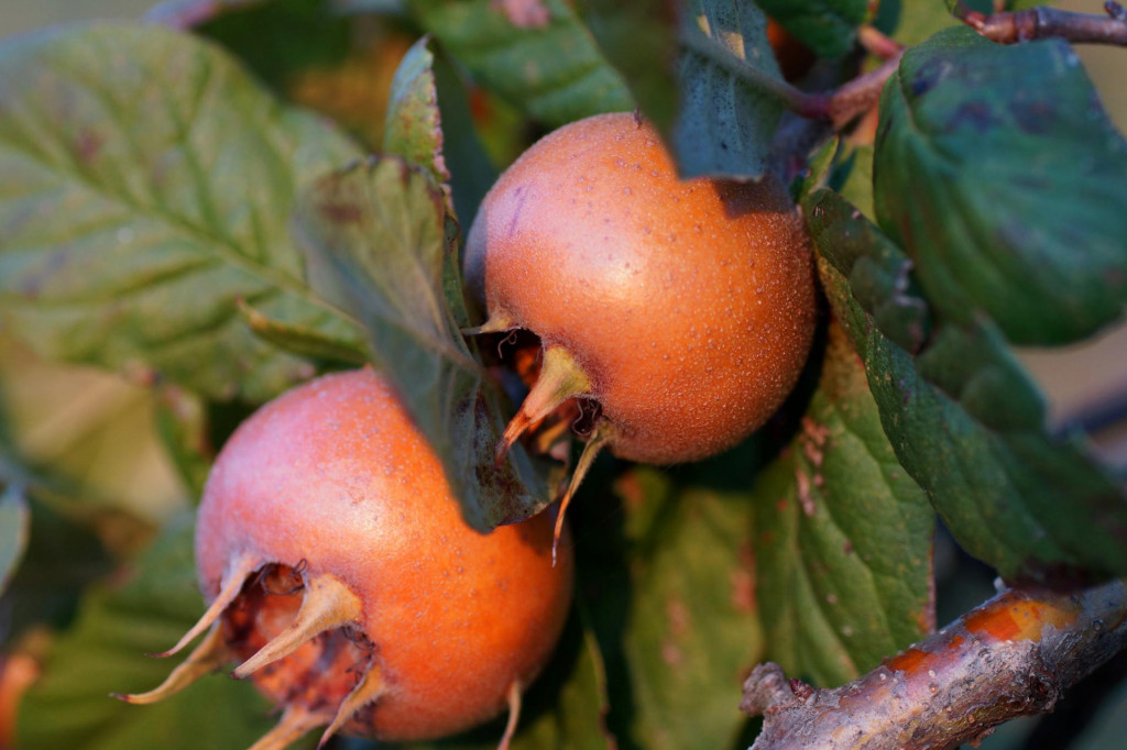 Unos voća koje obiluje željezom, poput mušmula, može pomoći u osiguravanju dovoljne količine željeza u organizmu